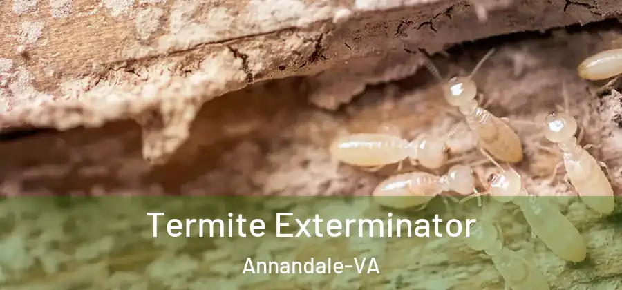 Termite Exterminator Annandale-VA