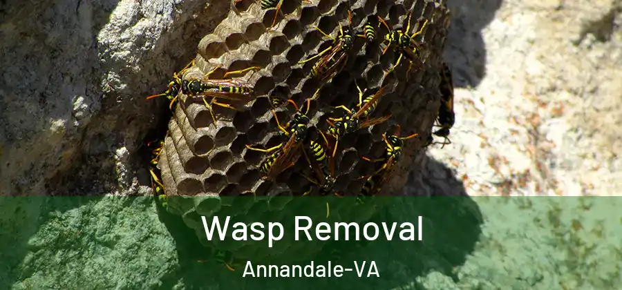 Wasp Removal Annandale-VA