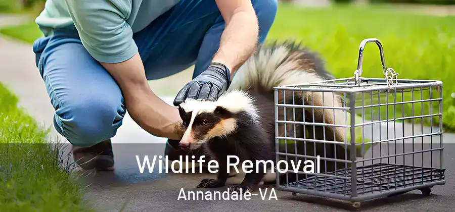  Wildlife Removal Annandale-VA