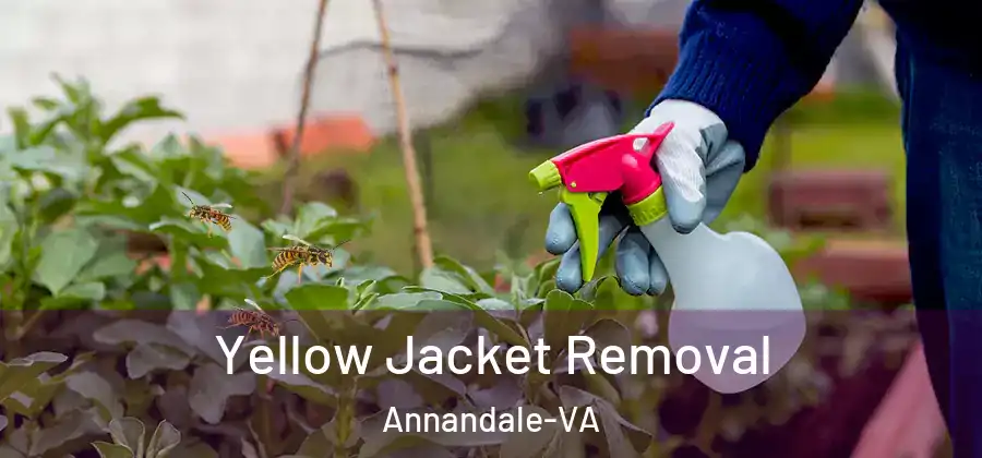  Yellow Jacket Removal Annandale-VA